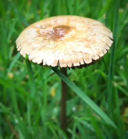 春雨过后的小蘑菇