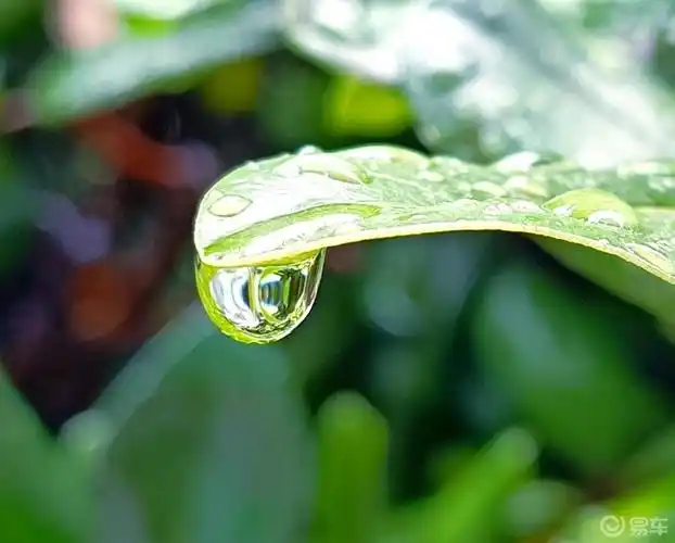 每日一帖细雨绵绵点点滴滴滋润着生灵万物这样的阴雨天正是我喜欢的