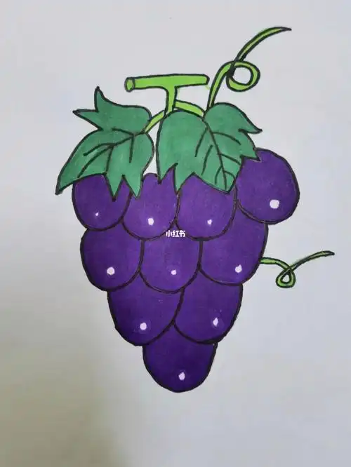 葡萄简笔画简笔画