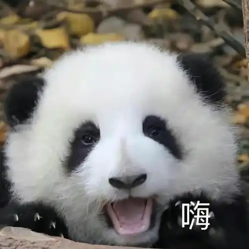张若昀模仿大熊猫表情包