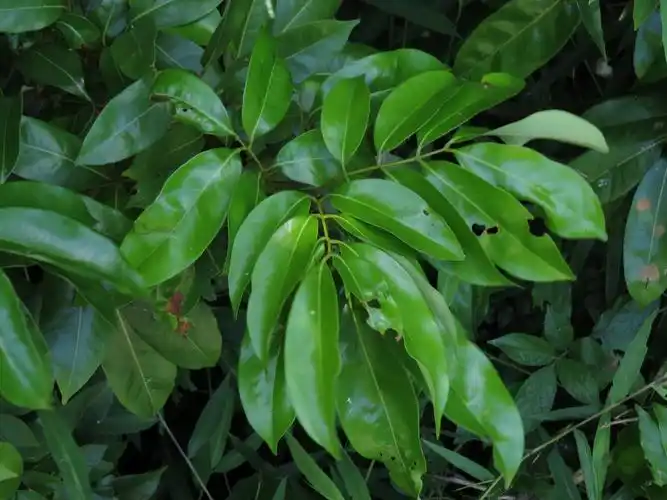 怎样鉴定羽状复叶植物的营养体