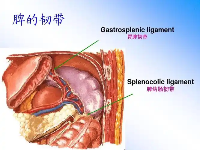 脾的韧带 gastrosplenic ligament 胃脾韧带 splenocolic ligament 脾