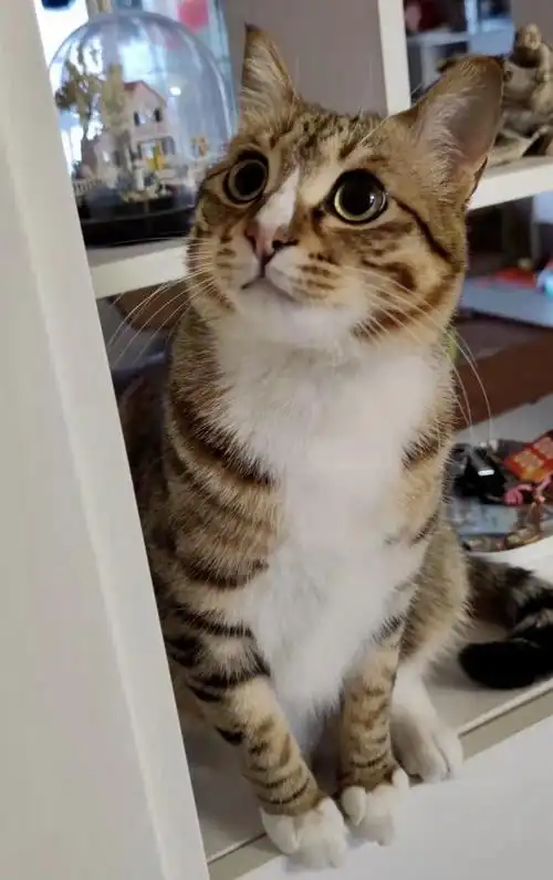 我家的白鼻子狸花 ,从小到大,日益肥硕