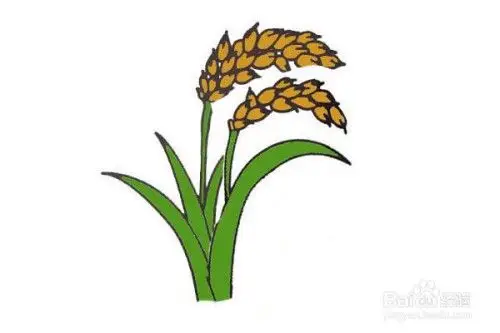 水稻的简笔画