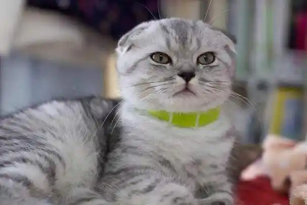 折耳猫天生就有缺陷为了它好请不要养它