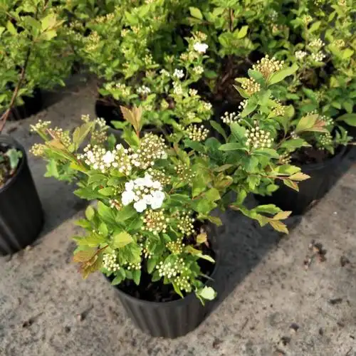 绣线菊盆景(三裂绣线菊盆景)