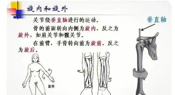 人体所有的活动都是发生在运动拐点处——即关节上,为了方便大家理解