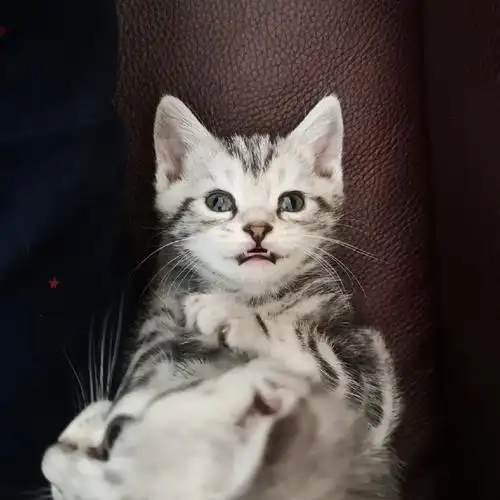 美短虎斑美短鱼骨