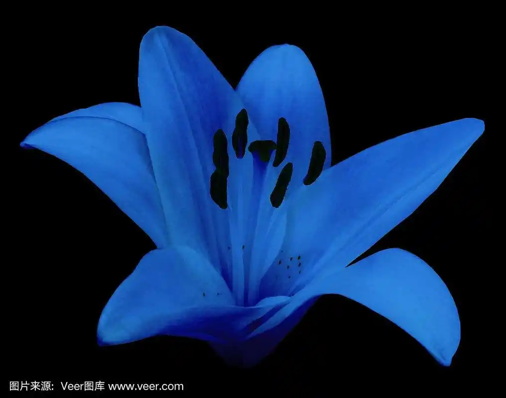 蓝百合的花.黑色孤立背景与剪切路径.特写镜头.没有阴影.为设计.