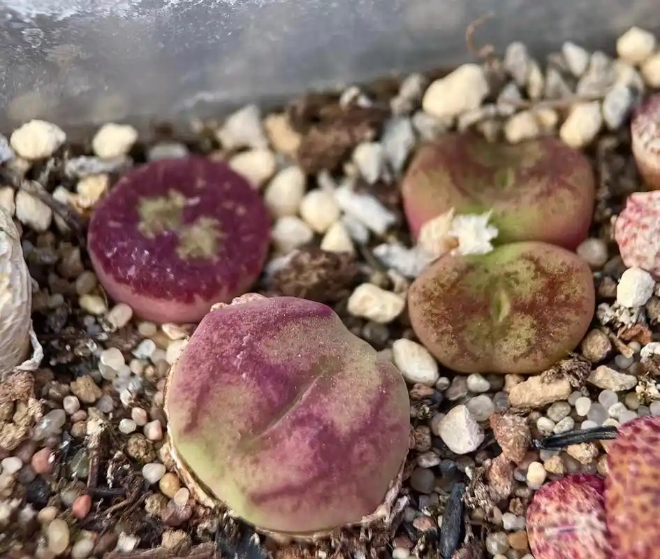 多肉植物肉锥花之毛汉尼