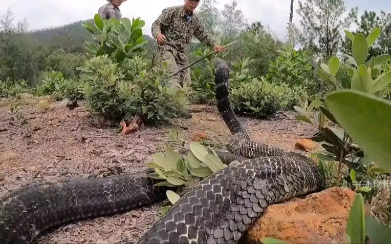 山坡上出现巨型眼镜王蛇,确实够吓人