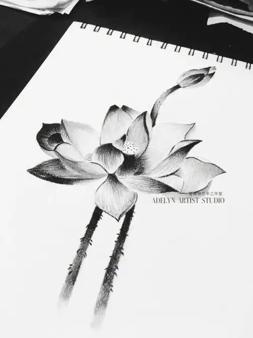 临摹飘飘的画素描画荷花