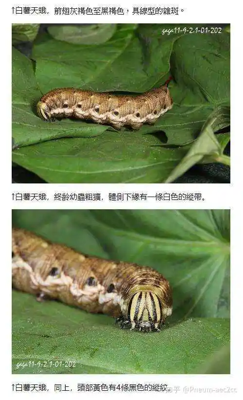 尾部有角是天蛾幼虫的特征.