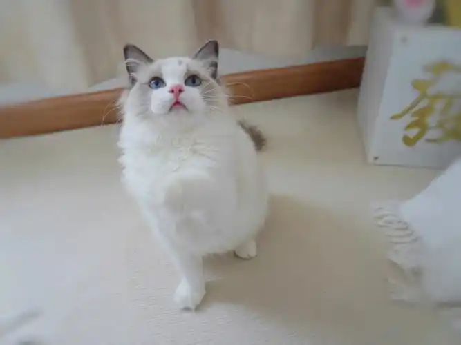 蓝双布偶猫妹妹已定