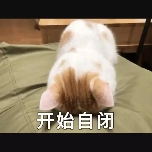 萌宠猫星人开始自闭放弃搞怪呆萌gif动图_动态图_表情包下载_soogif