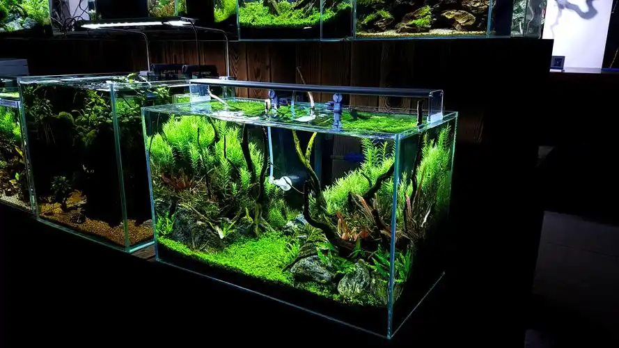 记录一个60草缸的成景过程