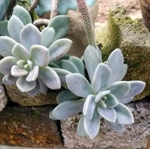 冬美人和胧月的区别,多肉淡雪跟冬美人区别?_369宠物网