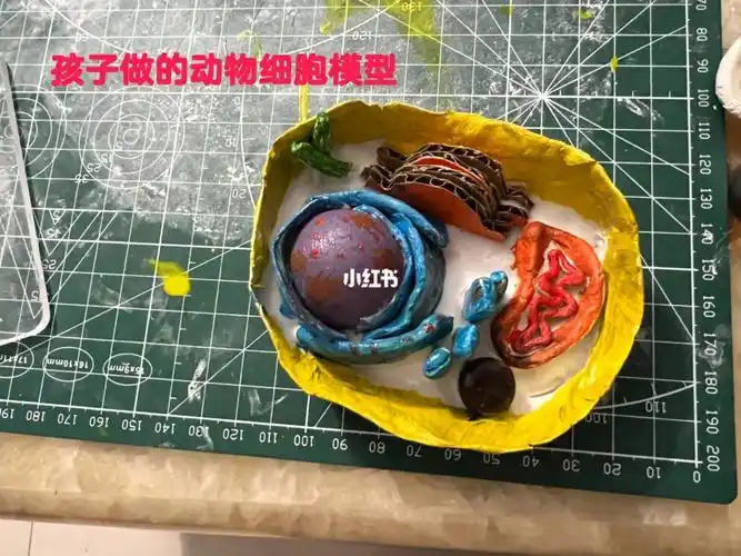 一个小时的战果动物细胞模型