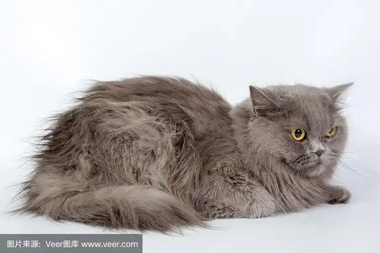 灰色波斯猫孤立在白色背景