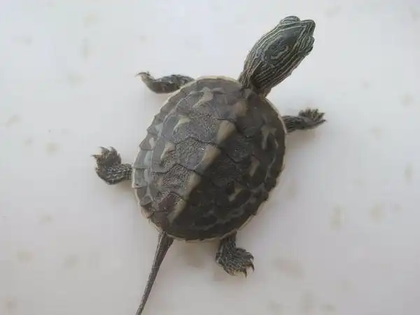 买的时候说是金钱龟,但我感觉不是,求品种