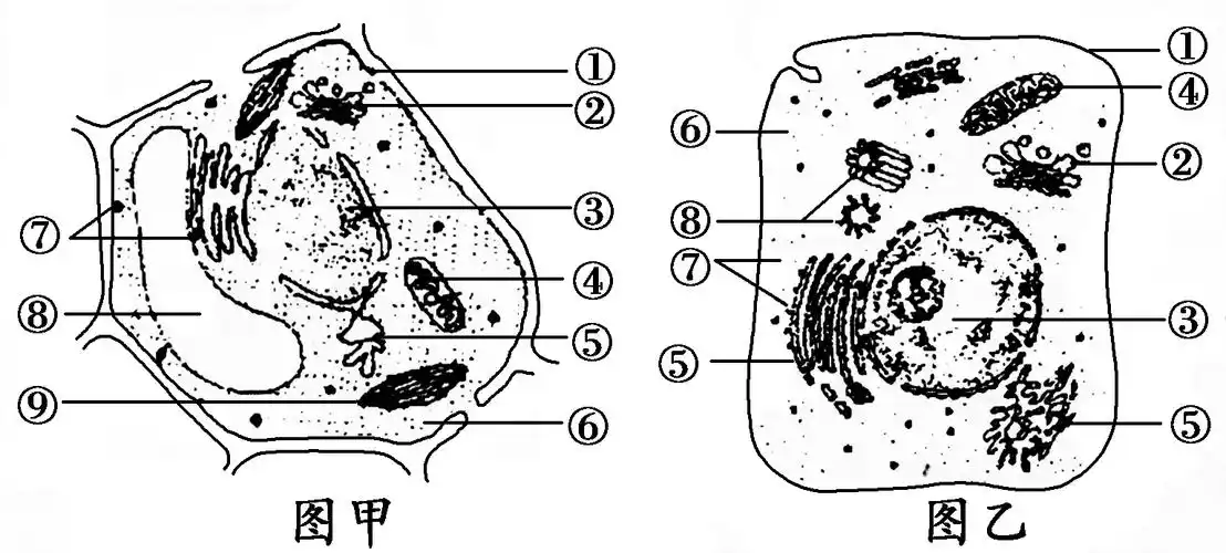 (10分)如图甲,乙分别是两类高等生物细胞的亚显微结构模式图,请据图