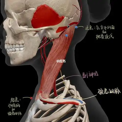 都来牵伸一下胸锁乳突肌吧!