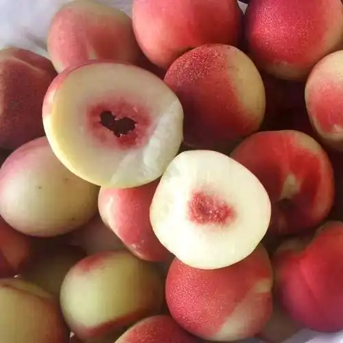 枣蜜桃 新疆珍珠枣油桃新鲜水果蜜桃9斤白心枣味小桃子 5斤装 4500g