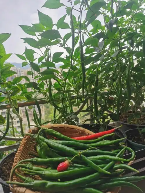阳台种几根辣椒管吃够