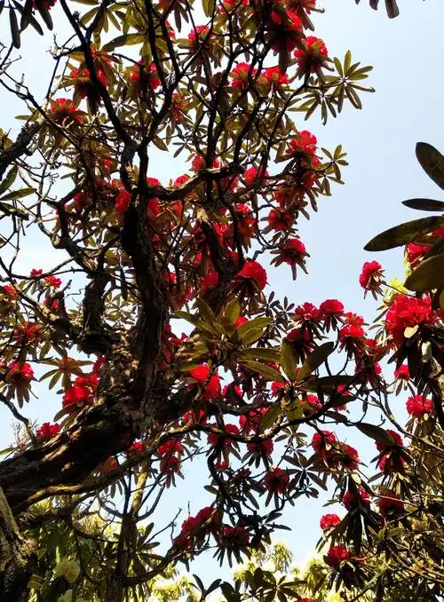 杜鹃王国观树景