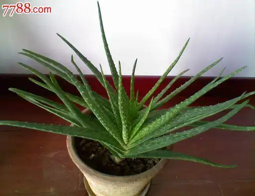 斑纹芦荟(又名中国芦荟)怎样认识?