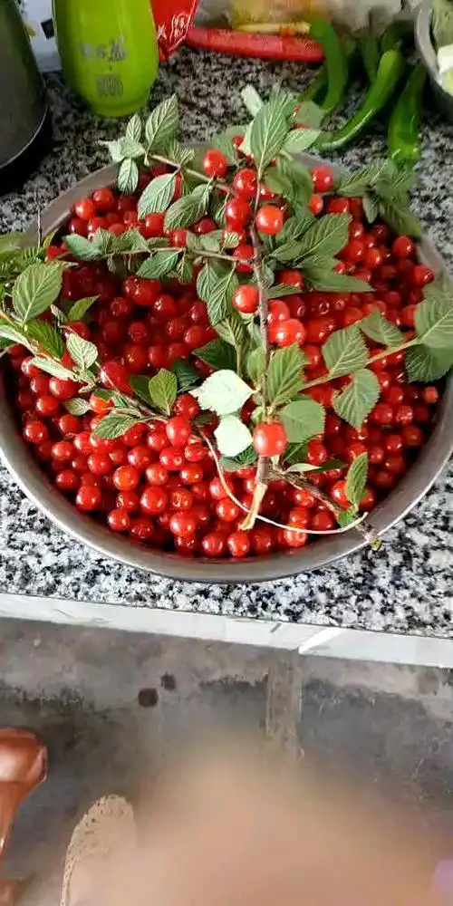 东北黑龙江的樱桃  我给[吐舌][吐舌][吐舌]