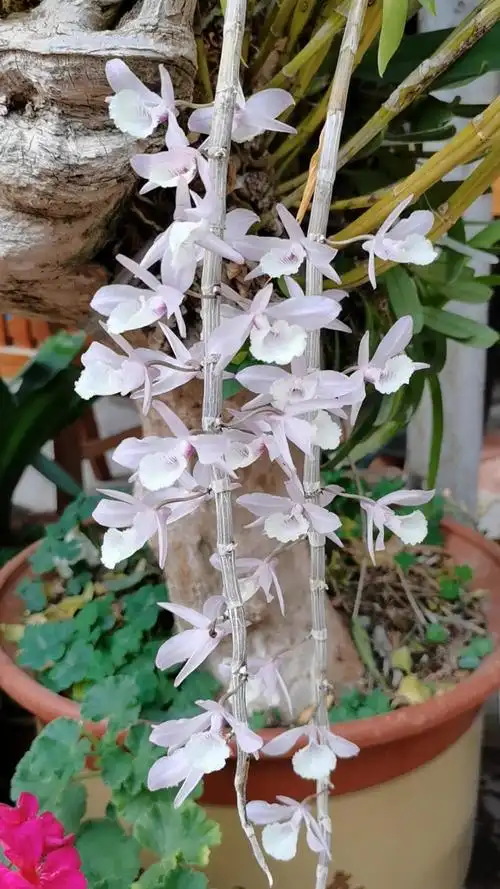 石斛记#养在三角梅老桩上的天宫石斛,开花了,球花石斛才打着花苞