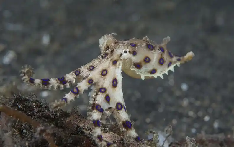 蓝环章鱼(物种百科:蓝环章鱼)