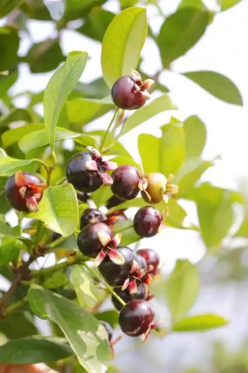 是公认的"天然vc之王"和"生命之果"以富含维生素c而闻名于世巴西樱桃