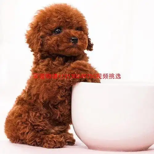 纯种泰迪犬幼犬活体迷你泰迪狗长不大的茶杯泰迪贵宾犬宠物狗活体