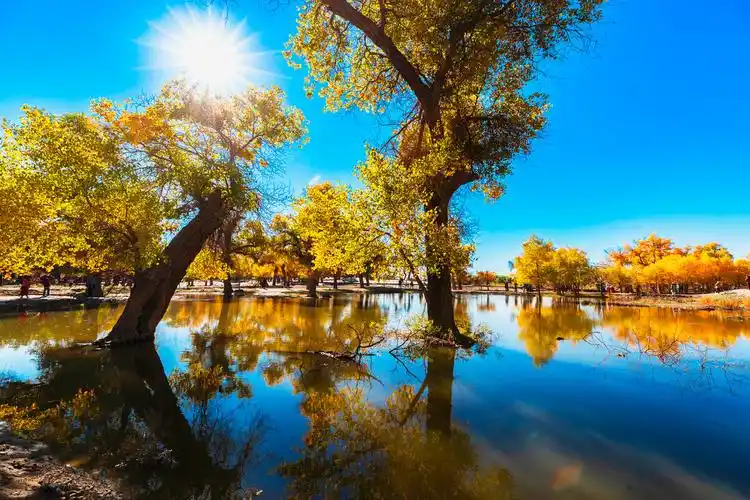 美丽的额济纳胡杨林