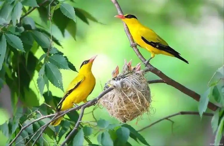 摄入春天的美感动春的鸟语花香