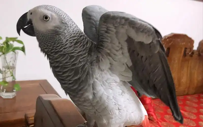 灰鹦鹉新学会的小技能