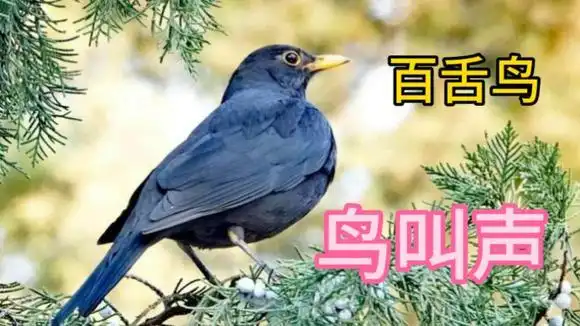 10分钟百舌鸟叫声,原生态录制,看看都模仿什么鸟了?