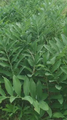 玉竹的种植与加工