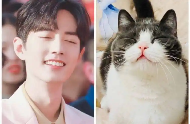 肖战撞脸小猫坚果,果然是亲爸爸,真的太像了!_眼神_殿下_表演