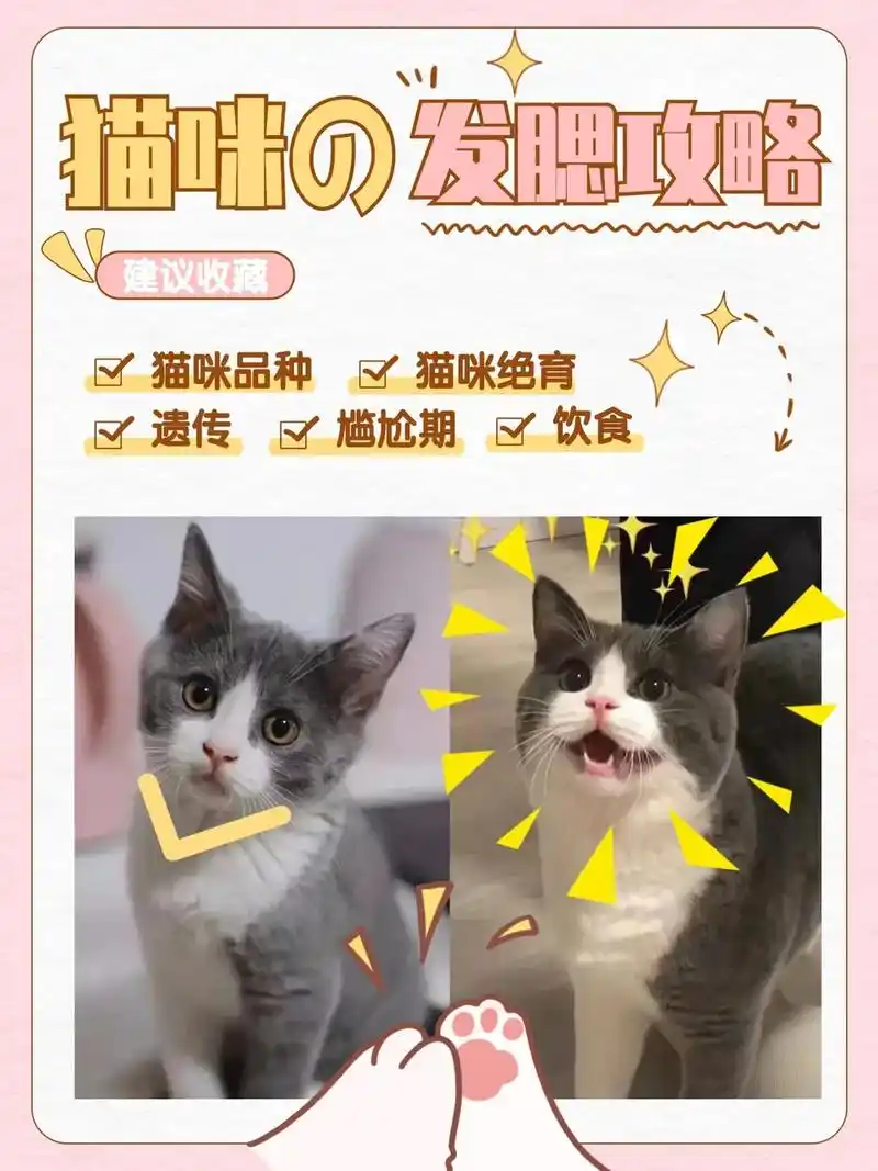 猫咪发腮攻略,你家也要这么养#养猫#金渐层 #幼猫 #萌宠  - 抖音