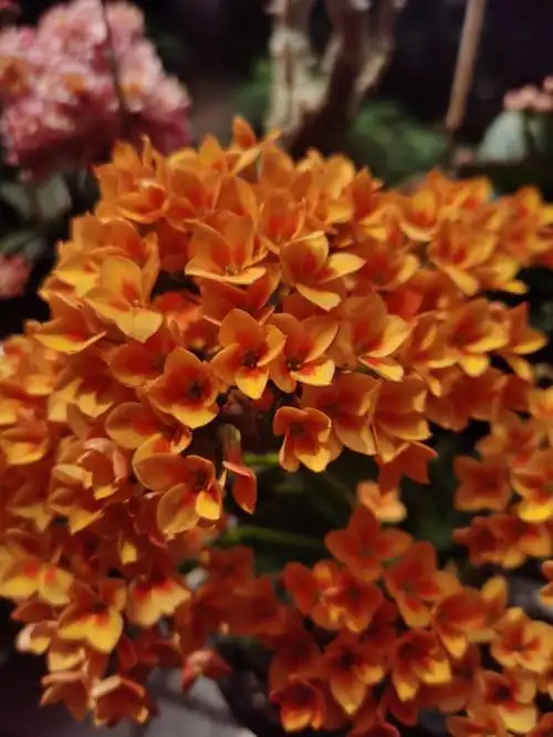 长寿花黄水晶也叫流光溢彩