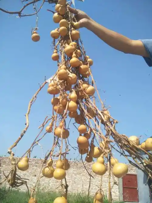 葫芦精品天然草里金葫芦家具挂件连蔓连腾连枝葫芦