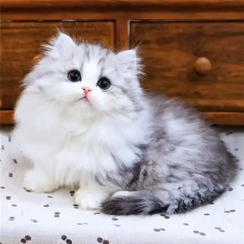 纯种拿破仑矮脚长毛短腿猫幼猫咪活物幼猫宠物猫咪