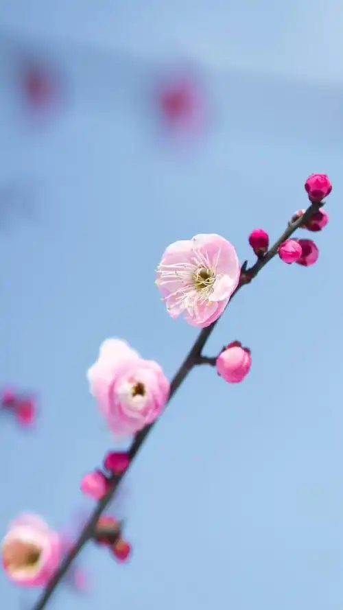 小清新唯美花卉图片手机壁纸