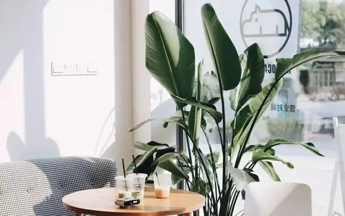 重庆这几家高颜值ins网红风咖啡馆一夜爆红,刷爆朋友圈了!