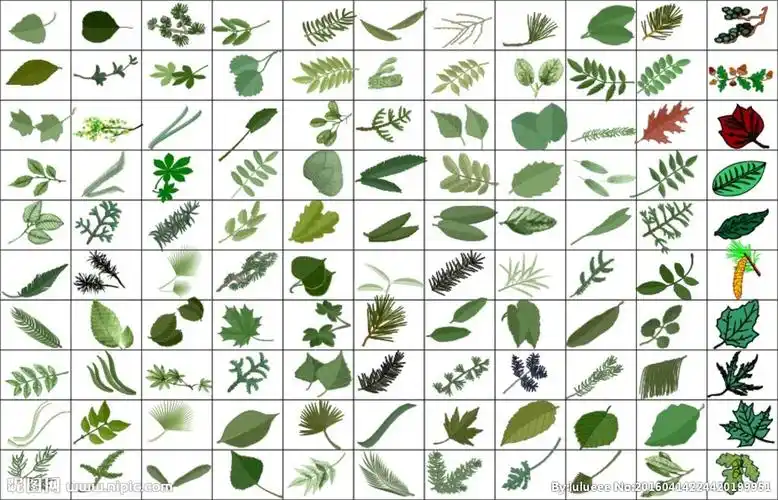 树叶素材汇总图片
