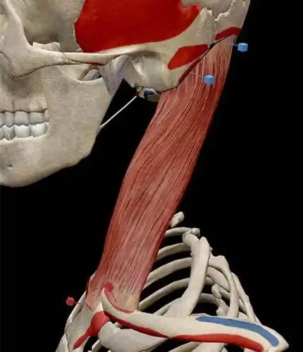 胸锁乳突肌的解剖功能受损症状评估及康复治疗
