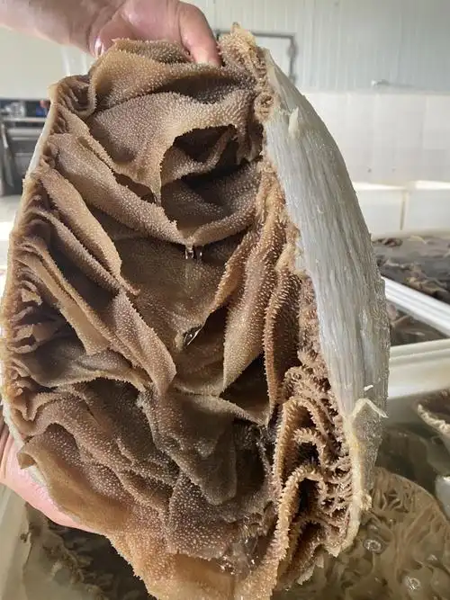 牛百叶  现货 有量私信